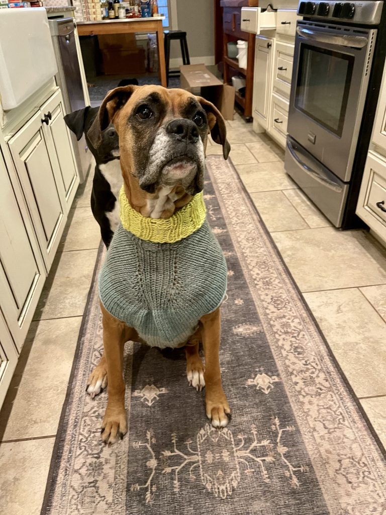 Knit dog turtleneck sweater ​for a boxer!